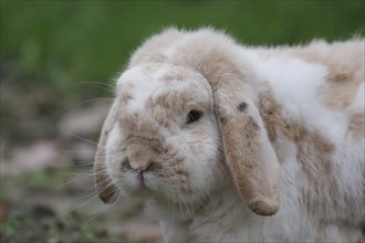 Bunny, ram rabbit (Oryctolagus cuniculus domesticus), close-up, head, ears, breed, rabbit, pet,