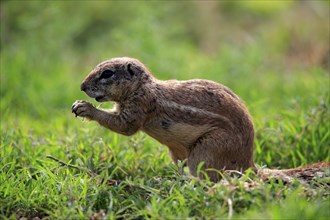 Cape ground squirrel (Xerus inauris), adult, alert, feeding, Mountain Zebra National Park, Eastern