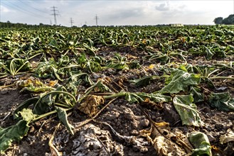 Field with withered plants, sugar beet that did not survive the long drought, low rainfall summer