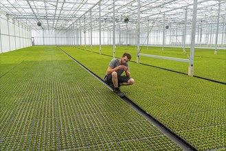 Garden nursery, cuttings, heather, broom heather plants, Calluna vulgaris, in the propagation