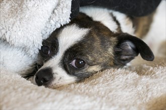 Small Chihuahua dog, resting on woollen blanket, Germany, Europe