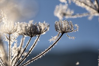 Frost, hoarfrost, ice crystals on plants, Upper Bavaria, Bavaria, Germany, Europe