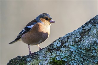 Male of Chaffinch, Fringilla coelebs, bird in forest at winter sun