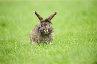 Domesticated rabbit (Oryctolagus cuniculus forma domestica) sitting on a meadow, Bavaria, Germany,