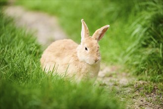 Domesticated rabbit (Oryctolagus cuniculus forma domestica) sitting on a meadow, Bavaria, Germany,