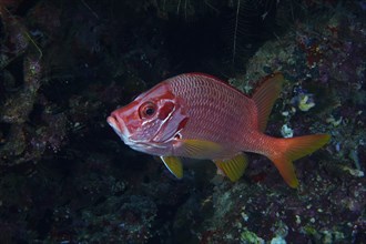 Sabre squirrelfish (Sargocentron spiniferum), Daedalus Reef dive site, Egypt, Red Sea, Africa