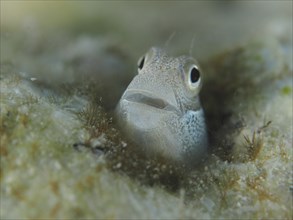 A tiny blue-bellied combfish (Alloblennius pictus), bonefish, looks out of its hiding place. Dive