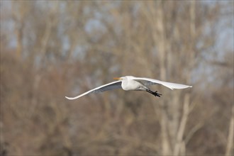 Great egret (Ardea alba) in flight in the sky, Bas-Rhin, Alsace, Grand Est, France, Europe