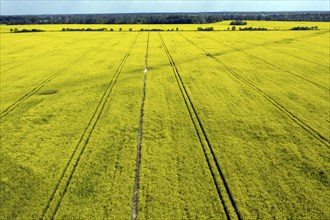 Aerial view of a rape field in bloom, Teltow, 13/05/2023