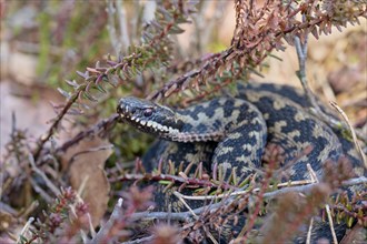 Common european viper (Vipera berus), Lower Saxony, Germany, Europe