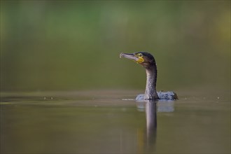 Great cormorant (Phalacrocorax carbo), Lower Saxony, Germany, Europe