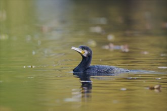 Great cormorant (Phalacrocorax carbo), Lower Saxony, Germany, Europe