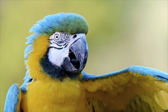 Blue and yellow macaw (Ara ararauna), captive, Lower Saxony, Germany, Europe