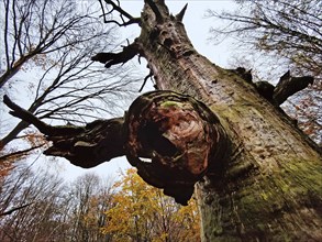 Sababurg primeval forest in autumn, nature reserve, Reinhardswald estate district, Hesse, Germany,