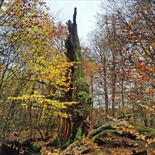 Sababurg primeval forest in autumn, nature reserve, Reinhardswald estate district, Hesse, Germany,