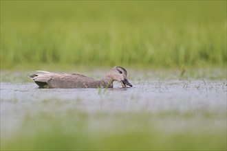 Gadwall (Mareca strepera) male, male Gadwall, Lower Saxony, Germany, Europe