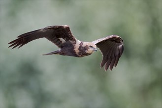 Western marsh-harrier (Circus aeruginosus) male in flight, Lower Saxony, Germany, Europe