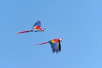 Scarlet Macaw (Ara macao) in flight, captive, Lower Saxony, Germany, Europe