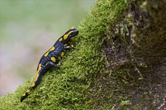 Fire salamander (Salamandra salamandra), Lower Saxony, Germany, Europe