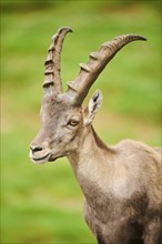 Alpine ibex (Capra ibex) male, portrait, wildlife Park Aurach near Kitzbuehl, Austria, Europe