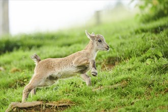 Alpine ibex (Capra ibex) youngster running on a meadow, wildlife Park Aurach near Kitzbuehl,