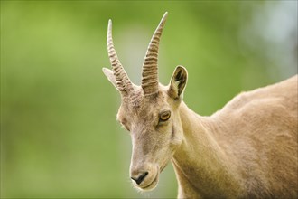 Alpine ibex (Capra ibex) female, portrait, wildlife Park Aurach near Kitzbuehl, Austria, Europe