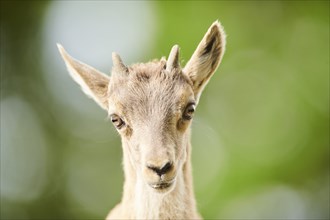 Alpine ibex (Capra ibex) youngster, portrait, wildlife Park Aurach near Kitzbuehl, Austria, Europe