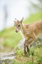 Alpine ibex (Capra ibex) youngster walking on a meadow, wildlife Park Aurach near Kitzbuehl,