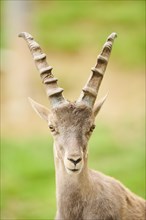 Alpine ibex (Capra ibex) male, portrait, wildlife Park Aurach near Kitzbuehl, Austria, Europe