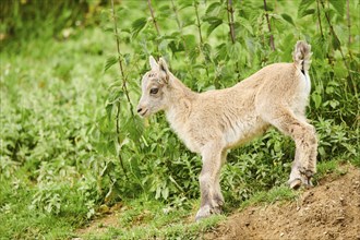 Alpine ibex (Capra ibex) youngster walking on a meadow, wildlife Park Aurach near Kitzbuehl,