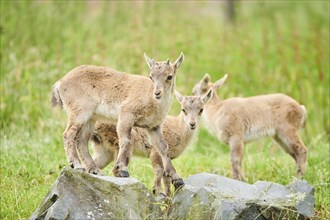 Alpine ibex (Capra ibex) youngsters, standing on a rock, wildlife Park Aurach near Kitzbuehl,