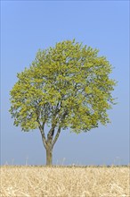 Solitary tree, maple (Acer) blossoms in early spring, North Rhine-Westphalia, Germany, Europe