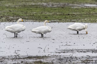 Whooper swans (Cygnus cygnus), Emsland, Lower Saxony, Germany, Europe