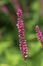 Candle knotweed (Bistorta amplexicaulis), Mecklenburg-Western Pomerania, Germany, Europe