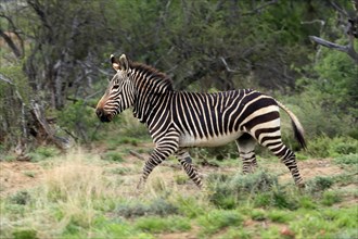 Cape Mountain Zebra (Equus zebra zebra), adult, running, foraging, Mountain Zebra National Park,