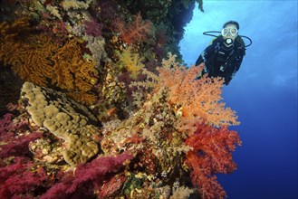 Female diver looking at reef wall drop off of colourful coral reef with soft corals