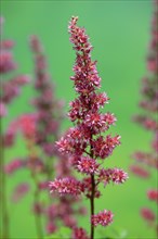 Astilbe, flowering, blossom, Elllerstadt, Germany, Europe