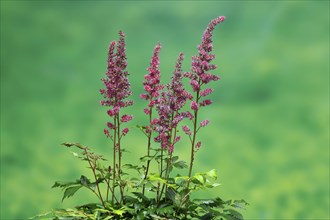 Astilbe, flowering, blossom, Elllerstadt, Germany, Europe