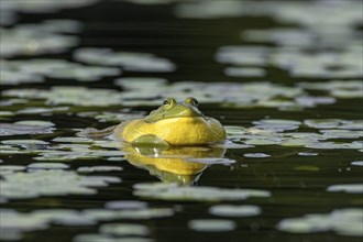 Bull frog. Lithobates catesbeianus, . Bull frog floating on a lake and warming up at the sun. La