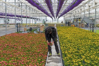 Horticulture company, flower pots, so-called petunia ampel, grow in a greenhouse, under the glass