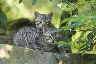 Two tabby kittens cuddling on a stone in the forest, surrounded by green leaves, wildcat (Felis