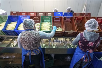 Asparagus farm, white asparagus is washed, cut and sorted by quality after harvesting, near