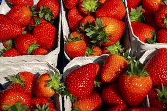 Freshly harvested strawberries, packed in boxes and crates for the consumer, strawberry cultivation