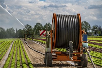 A field is artificially irrigated, water is sprayed onto the field via an irrigation system, field