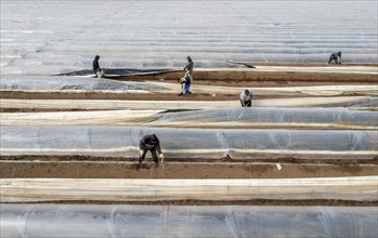 Asparagus harvest in the Rhineland, asparagus pickers at work in an asparagus field covered with