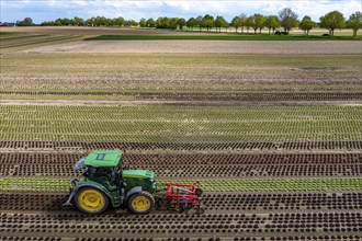 Farmer working a field with different heads of lettuce, in different stages of growth, weeds are