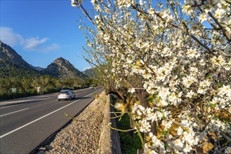 Almond blossom on Majorca, from January to March many hundreds of thousands of almond trees blossom