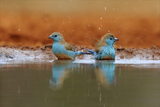 Angolan butterfly finch (Uraeginthus angolensis), blue-eared butterfly finch, adult, two birds, at