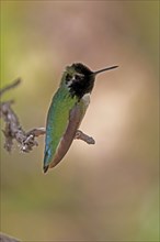 Costacolibri, (Calypte costae), adult, male, in perch, Sonora Desert, Arizona, North America, USA,