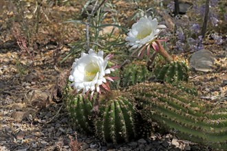 Trichocereus hybrid Fat Bertha, flowering, flower, Sonora Desert, Arizona, North America, USA,